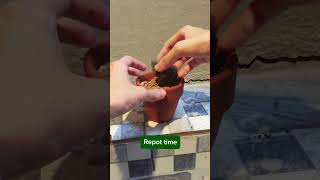 Save an Overwatered Cooperi Succulent succulent haworthia houseplant plantcare onlyplants [upl. by Ylatfen]