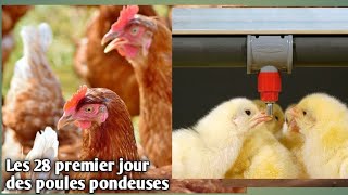 Comment Élever les poules pondeuses du premier jour au 28 ème jour  chauffage des poussins Pontes [upl. by Marashio]