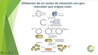 Recombinación artificial Ingeniería Genética Parte 2 [upl. by Aitnecserc]