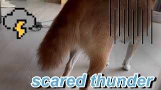 trembling dog in thunder 雷に震える犬 [upl. by Shandeigh466]