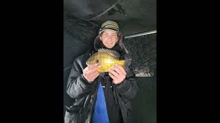 Huge Bluegills [upl. by Bentlee451]