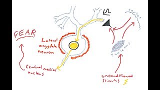 The Amygdala and Fear Conditioning [upl. by Ambrose]