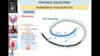 Insulina  Síntese secreção e ação hormonal  APhysio [upl. by Fortunio853]