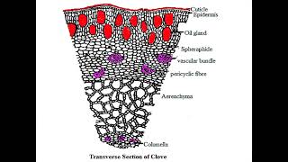 Pharmacognosy lab  crude drug transverse sections  microchemical reagents youtubeshorts video [upl. by Aerdnu]