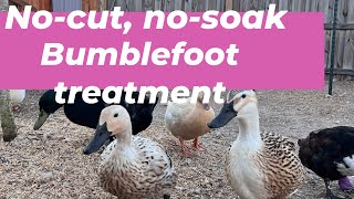 How to treat bumblefoot without soaking or cutting [upl. by Schreiber]