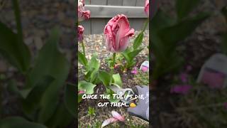 Gardening tips what to do when Tulips die [upl. by Chic]