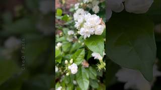 How to Grow Mogra Jasmine from Leaves 🌼 plants shorts gardening [upl. by Ainafetse747]