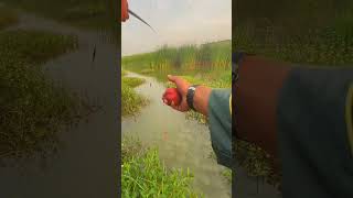 Wild fishing for small crucian carp fisherman live shooting explosion protection bait wild fish [upl. by Goldshlag]