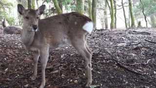 Deer screaming [upl. by Emylee]