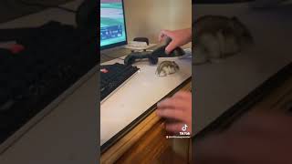 Hamster on the desk desk on the hamster TikTok [upl. by Ojiram353]