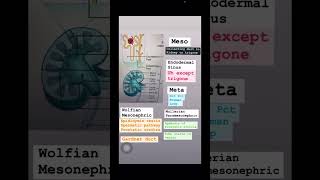 Embryology renal system usmlestep neetpgpreperation anatomy medicalstudent inicet usmlestep [upl. by Annodas767]