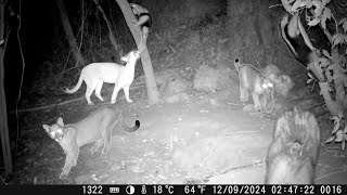 ONÃ‡A PARDA TAMANDUA MORCEGO EM CIMA DA CAPIVARA MUITOS VÃDEOS Ã‰PICOS ONÃ‡AS [upl. by Mateya864]