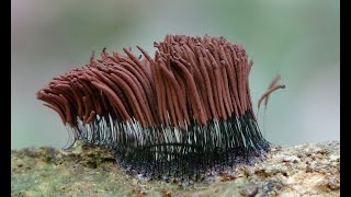 Stemonitis axifera Myxomycete 4k [upl. by Lotsirhc642]