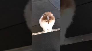 Poms amp fitness pomerania bonbonunica pomeranian pomeraniaonline [upl. by Nya703]