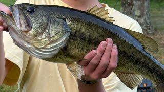 Largemouth bass on live bait [upl. by Etezzil645]