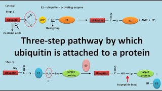 Ubiquitination of proteins [upl. by Yleoj]