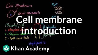 Cell membrane introduction  Cells  MCAT  Khan Academy [upl. by Penrose]