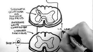 Spinal Pathways 3  Spinothalamic Tract [upl. by Nylecyoj568]