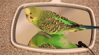 Two talking parakeets speak to a mirror multicam [upl. by Trellas803]