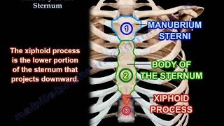 Anatomy Of The Sternum  Everything You Need To Know  Dr Nabil Ebraheim [upl. by Enihsnus]