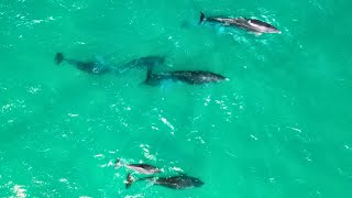 GOLFINHOS na Praia Brava em Florianópolis Espetáculo da Natureza Golfinho DRONE 4K [upl. by Natka237]