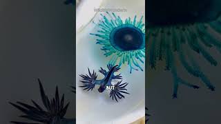 Blue Dragon Sea Slug Is TOXIC  Glaucus Atlanticus shorts [upl. by Aron871]