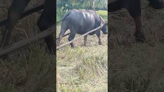 Big big carabao shorts bigcarabao shortvideo [upl. by Laband]