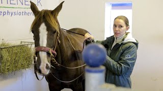 Stute beißt sich beim reiten  Baumloser Sattel im Check bei Ariane Telgen [upl. by Nahc]