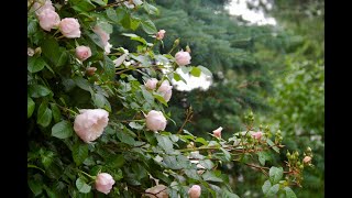 David Austin Rose  The Generous Gardener a fully detailed review zone 7 coastal CT [upl. by Grobe]