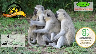 Skunkey moms take their orphaned baby monkeys out on an adventure [upl. by Rosy]