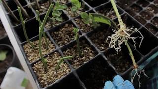 How to Grow PassionfruitPassionflower From Cuttings [upl. by Enyak]