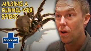 Tim Faulkner Finds THREE Funnel Web Spiders And Milks Their Venom  Bondi Vet [upl. by Ylluz890]