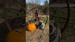 Falling for Butters 🍁🍂💕 fall fallvibes pug pugobsession pugcentral buttersthepug pugsrock [upl. by Bernadina]