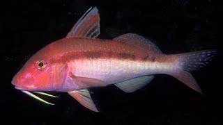 Facts The Goatfish [upl. by Okiron]