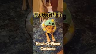 FlutterPies HowlOWeen Costume funny Beagle Puppy halloween beaglepup dogcostume [upl. by Belvia]