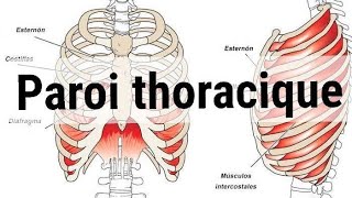 UNITE 1Cardio respiratoireANATOMY paroi thoracique2éme année médecine [upl. by Natasha865]