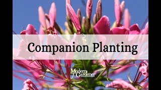 Companion Planting with USU Extension [upl. by Craddock819]