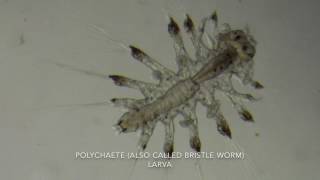 Zooplankton video 2 2017 [upl. by Mancino876]