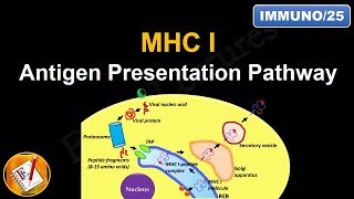 Antigen Processing and Presentation ANIMATION  Exogenous Pathway amp Endogenous Pathway [upl. by Pavyer]