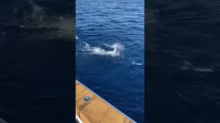 Coming in hot  Sailfish charges boat sportfishing Costa Rica sailfish costaricafishing [upl. by Tompkins409]