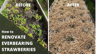 HOW TO RENOVATE EVERBEARING STRAWBERRIES [upl. by Tsepmet]