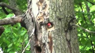 Red Headed Woodpecker Mating Call [upl. by Hgielrebmik]