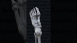 Biomechanics of the foot pronation and supination [upl. by Evod704]