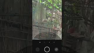 Realme 8 4G 61X Zoom Test Video 📷📸 [upl. by Akemal43]