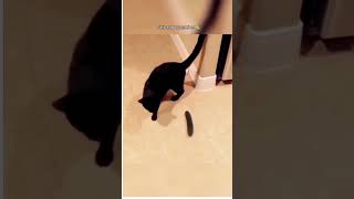 Cats vs Cucumbers—Hilarious Reactions 🐱🥒🤣 [upl. by Hubble252]