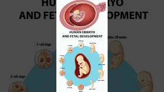 Human Embryo And Fetal Development subscribe baby [upl. by Rases]