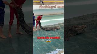 Dont Catching crocodile 🐊😱 animals wildlife crocodile shortvideo shorts viralvideo [upl. by Dekeles]