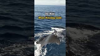 Maui WhaleWatching Guide Where to Watch from Shore and Tours hawaiitravelguide whales maui [upl. by Natsreik]