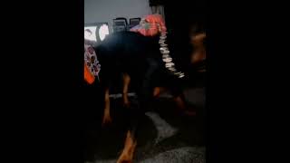 rottei big dog rottweiler 2024 pitbull doglover rottweil petsoftiktok funny bbigdog shorts [upl. by Zeeba]