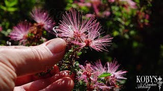 Calliandra eriophylla Desert Fairy Duster pixie powerpuffs [upl. by Inalem]